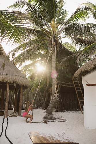 palm tree woman pulling rope from coconut tree on seashore during daytime tree